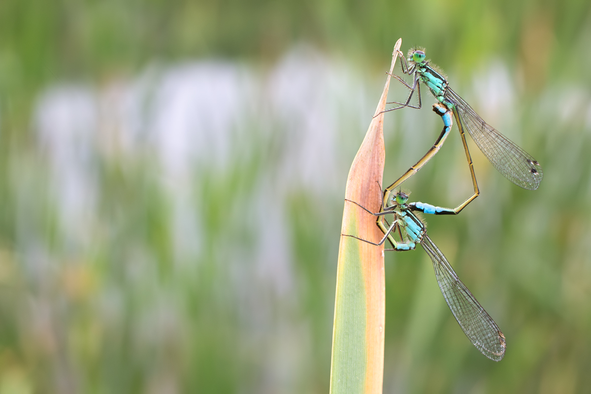 Blue-Tailed Damselflies mating 5